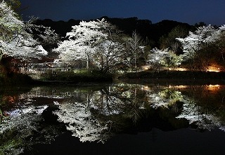 御船山園夜桜