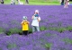 【群馬県】たんばらラベンダーパーク　～　関東最大！5万株のラベンダーが咲くシーズン到来